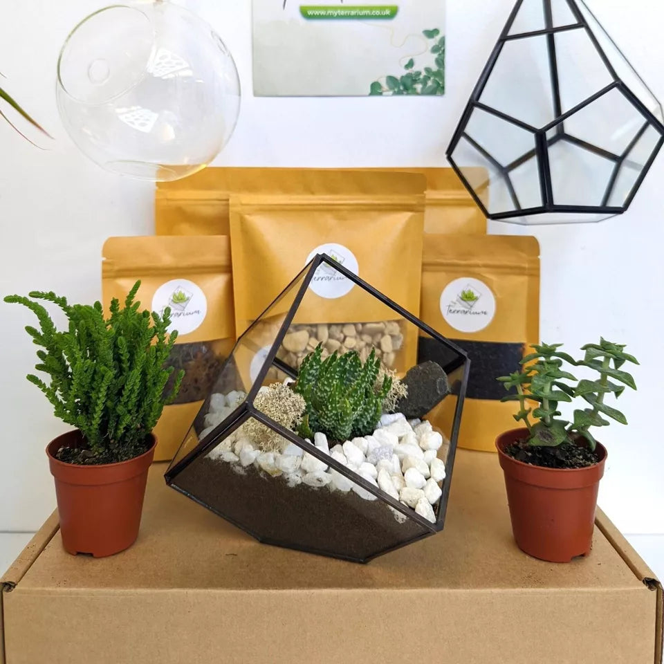 Cube Terrarium DIY Kit |  Ideal Terrarium Starter Set| Tealight Holder |Free P&P